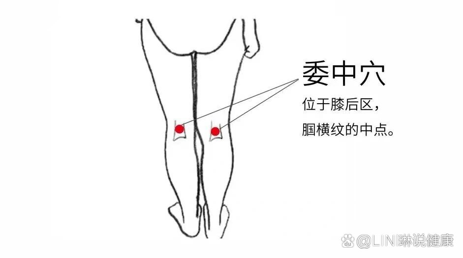 腿窝在哪个位置图片图片