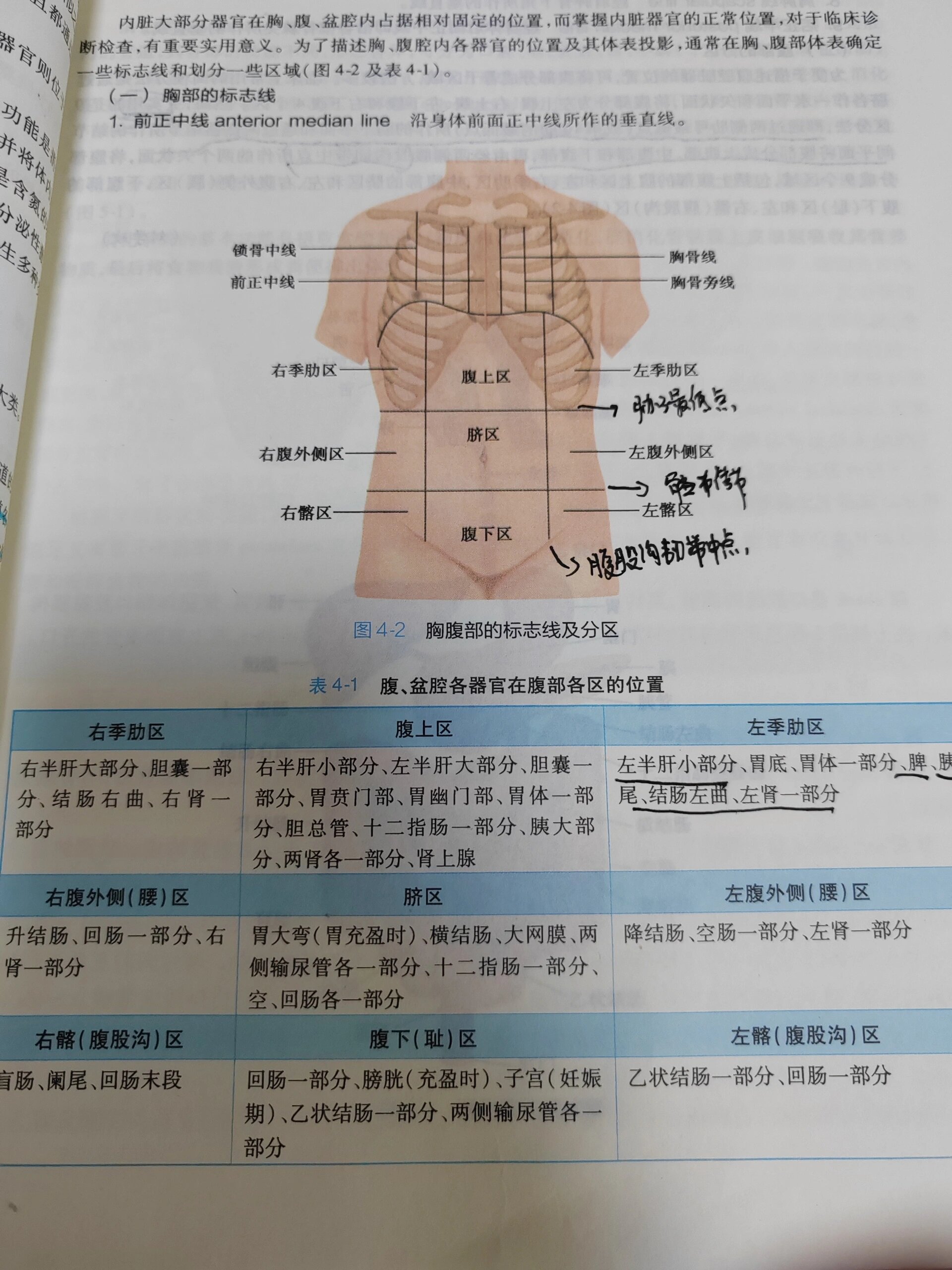 腹部四分法和九分法图片