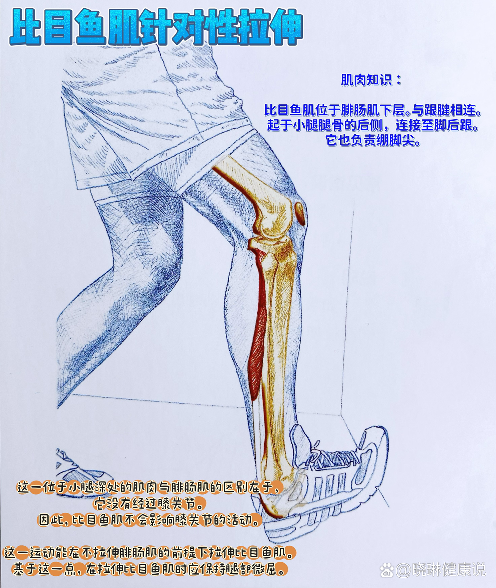 比目鱼肌拉伸, 小腿痛,足弓跟腱问题这一位于小腿深处的肌肉与