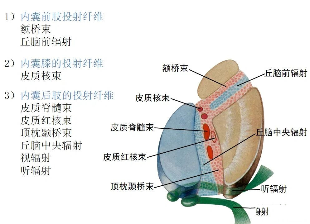 内囊构成图片