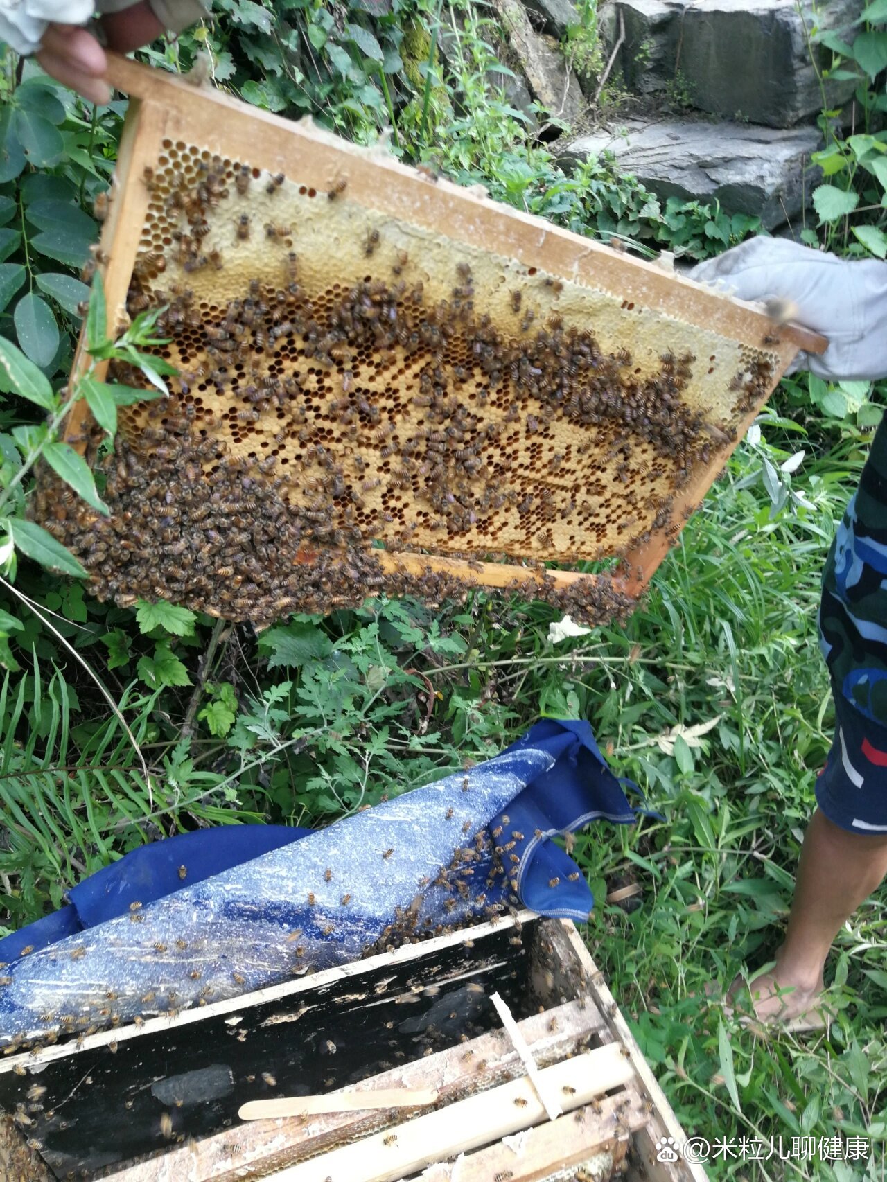 荆条蜜的功效与作用图片