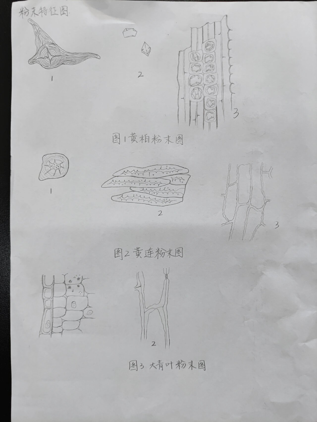 黄柏,黄连,大青叶粉末显微图