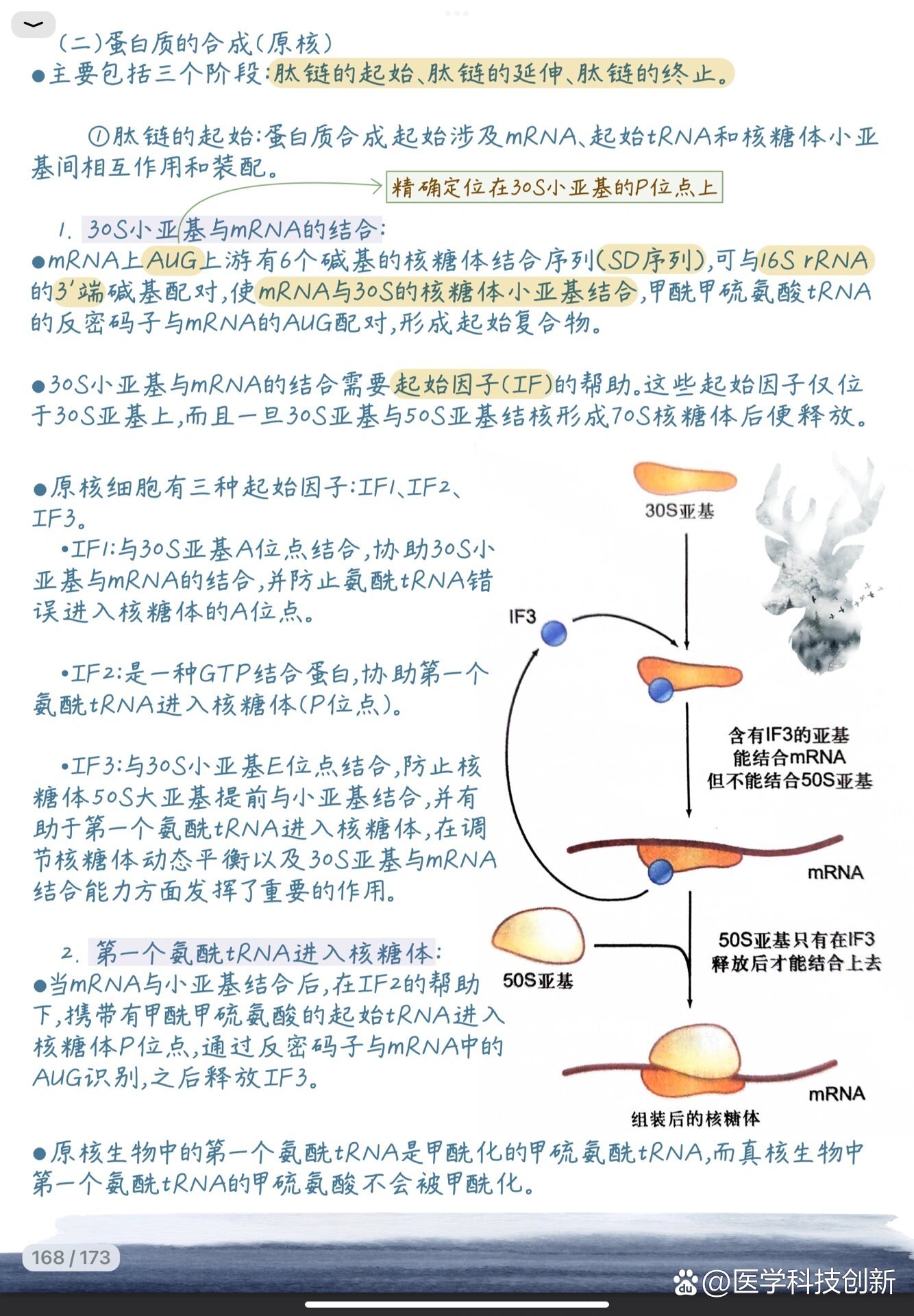 核糖体形成过程图解图片