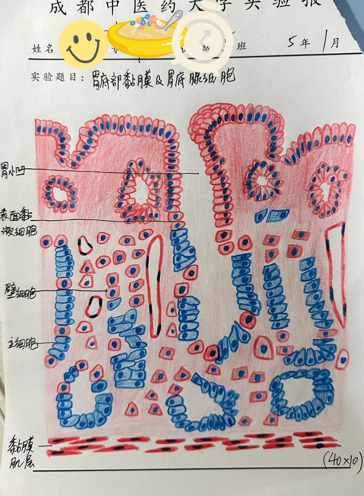 组胚-胃底部红蓝铅笔绘图