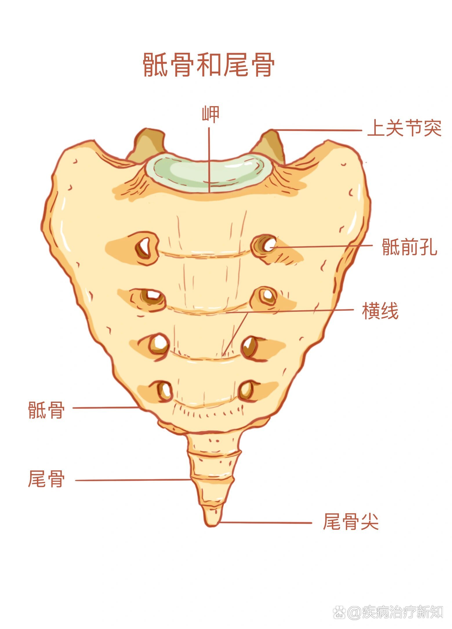 骶骨结构图片