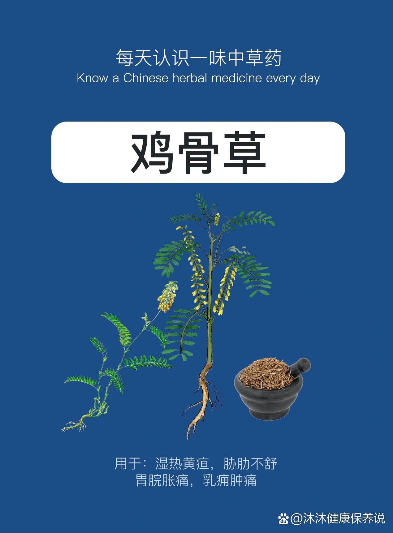 每天认识一味中草药91|鸡骨草