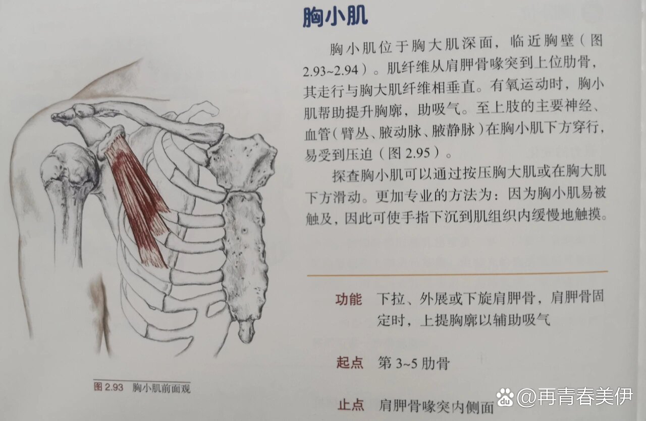 锁骨下肌起止点图片