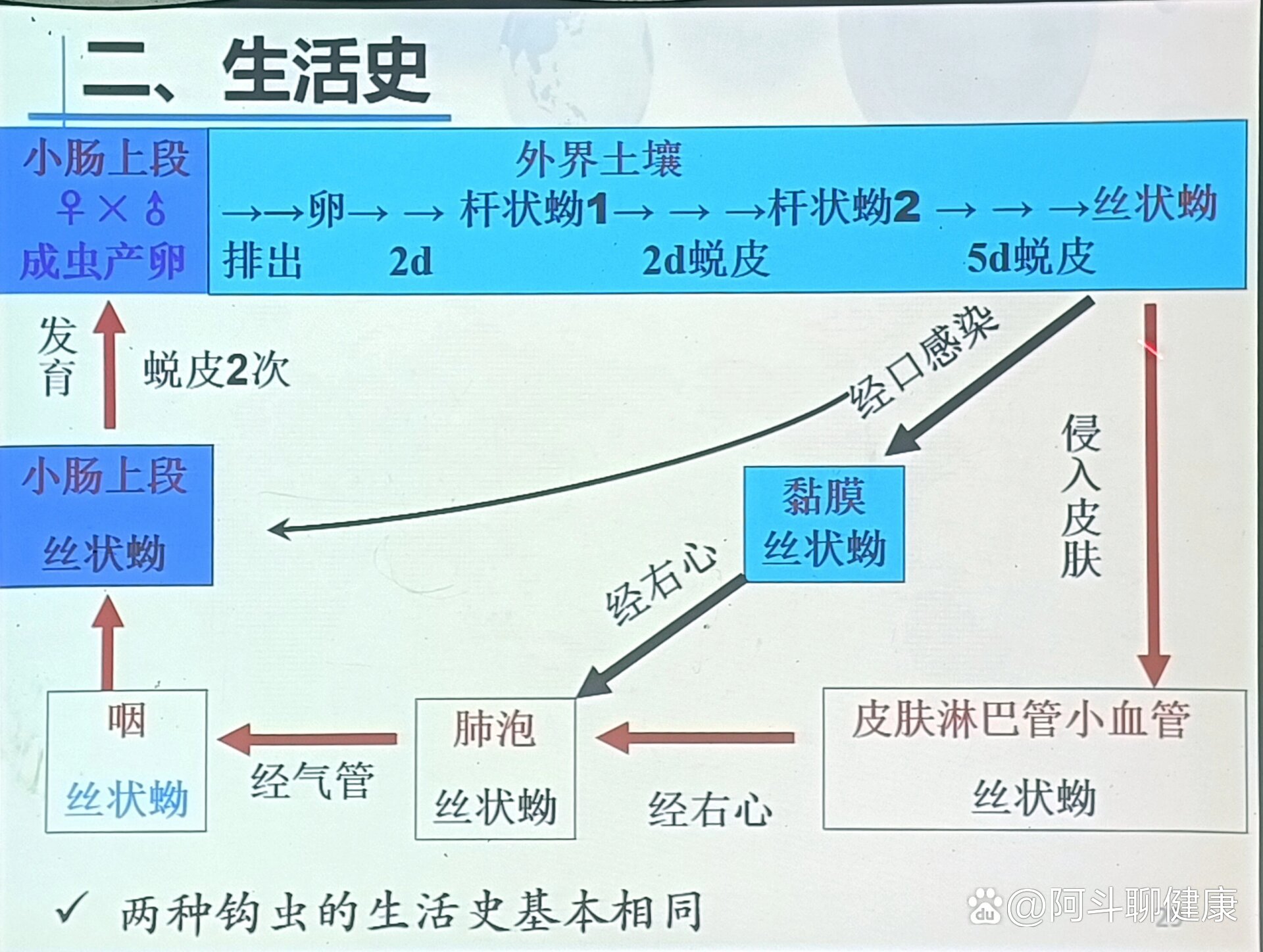 蛲虫的生活史过程图片