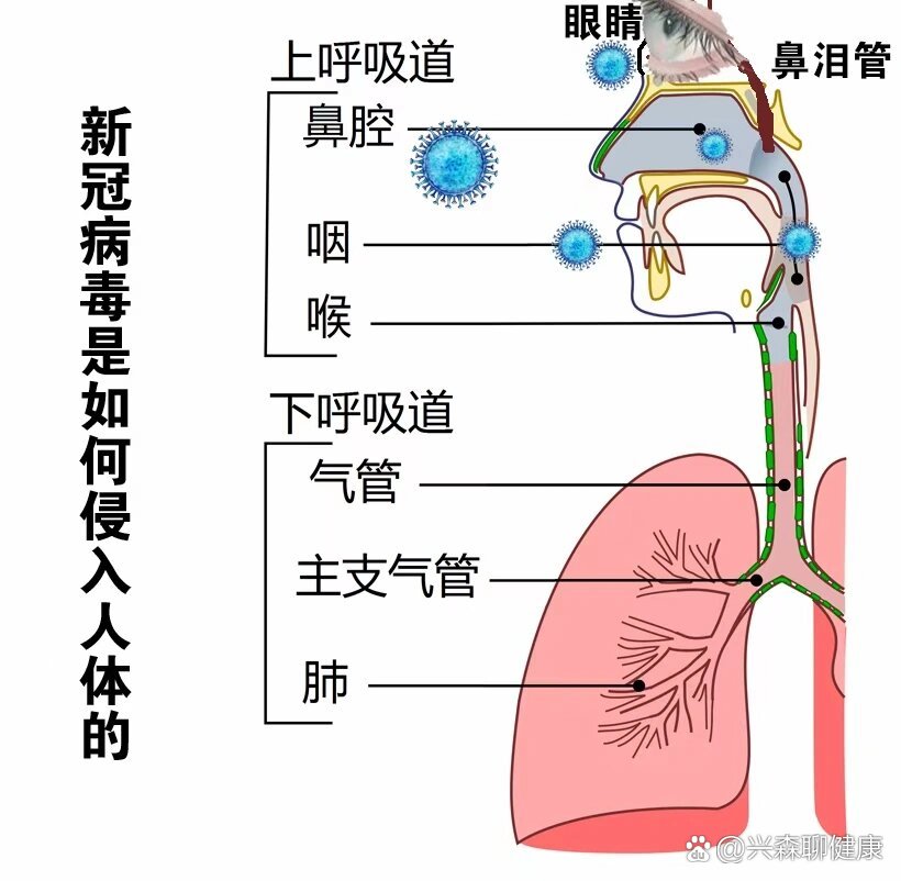  疫情病毒传播途径(疫情的传播过程是怎样的)
