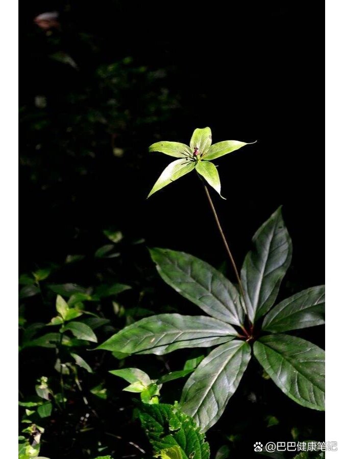 本草纲目—七叶一枝花(重楼)