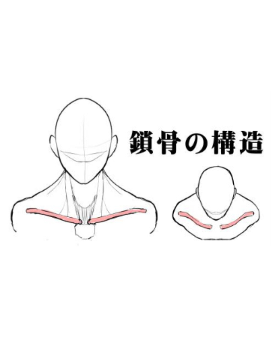 锁骨应该怎么画?