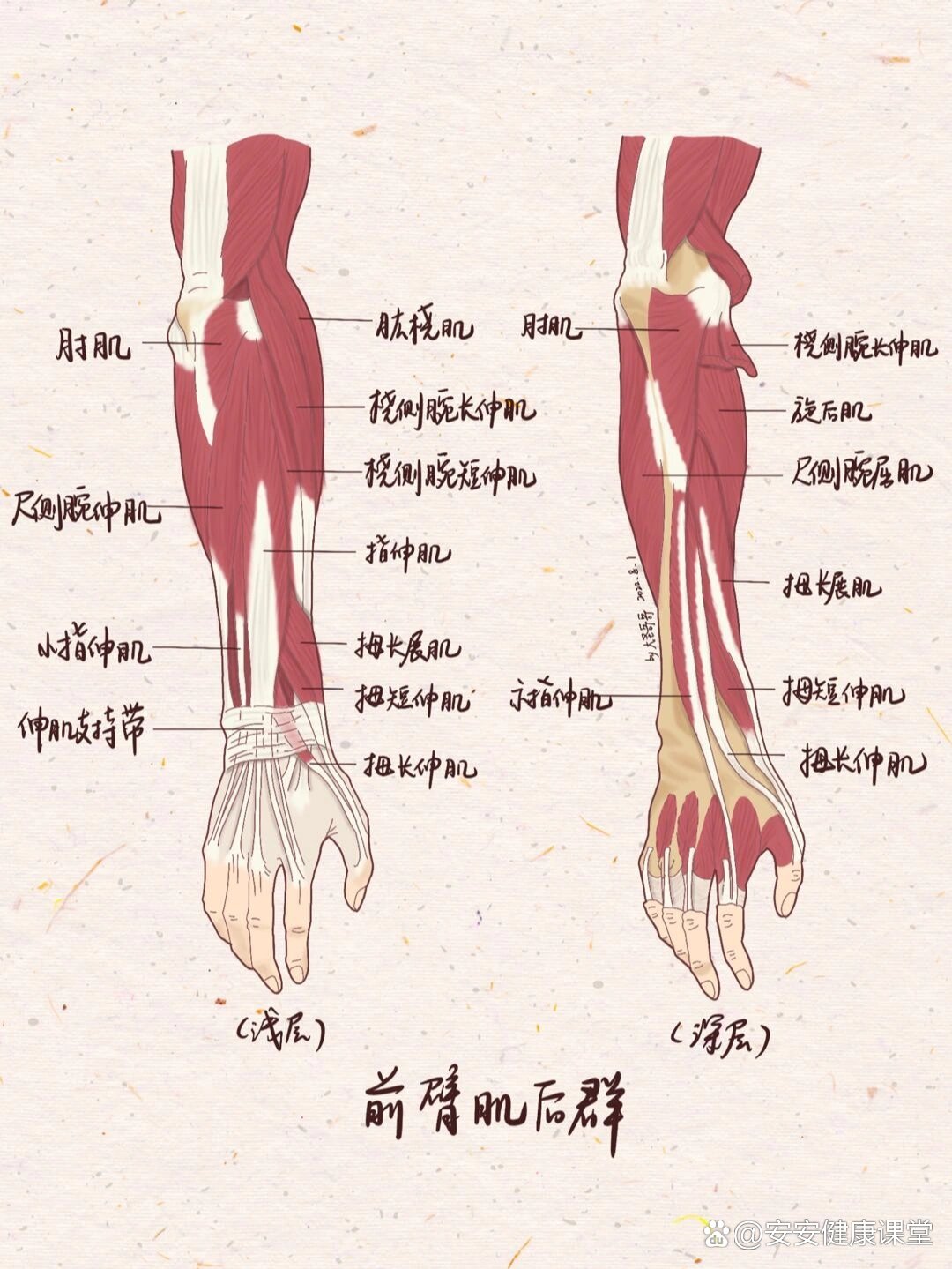 前臂背侧肌肉解剖图图片