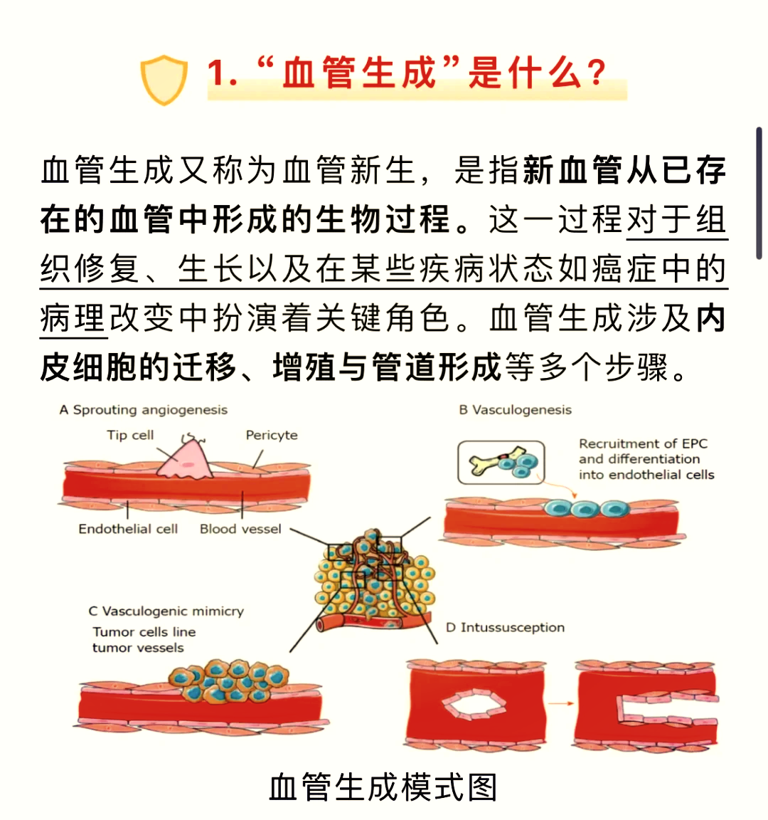 🧬探索血管生成的奥秘💉
