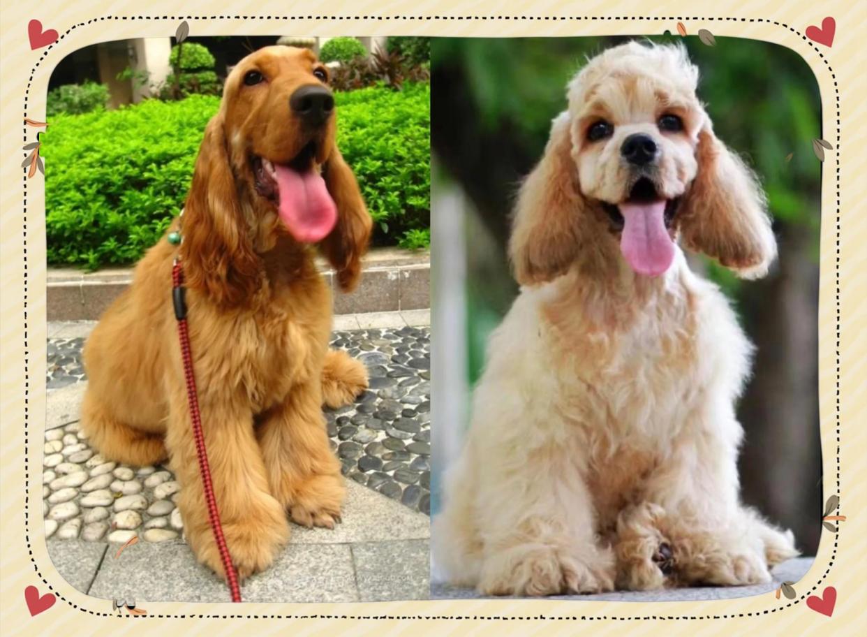 🐶美卡、英卡与可卡布犬的差异解析🐾