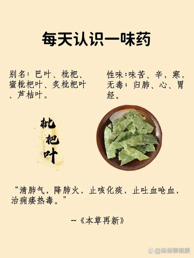 养生之路–风热咳嗽及枇杷叶功效