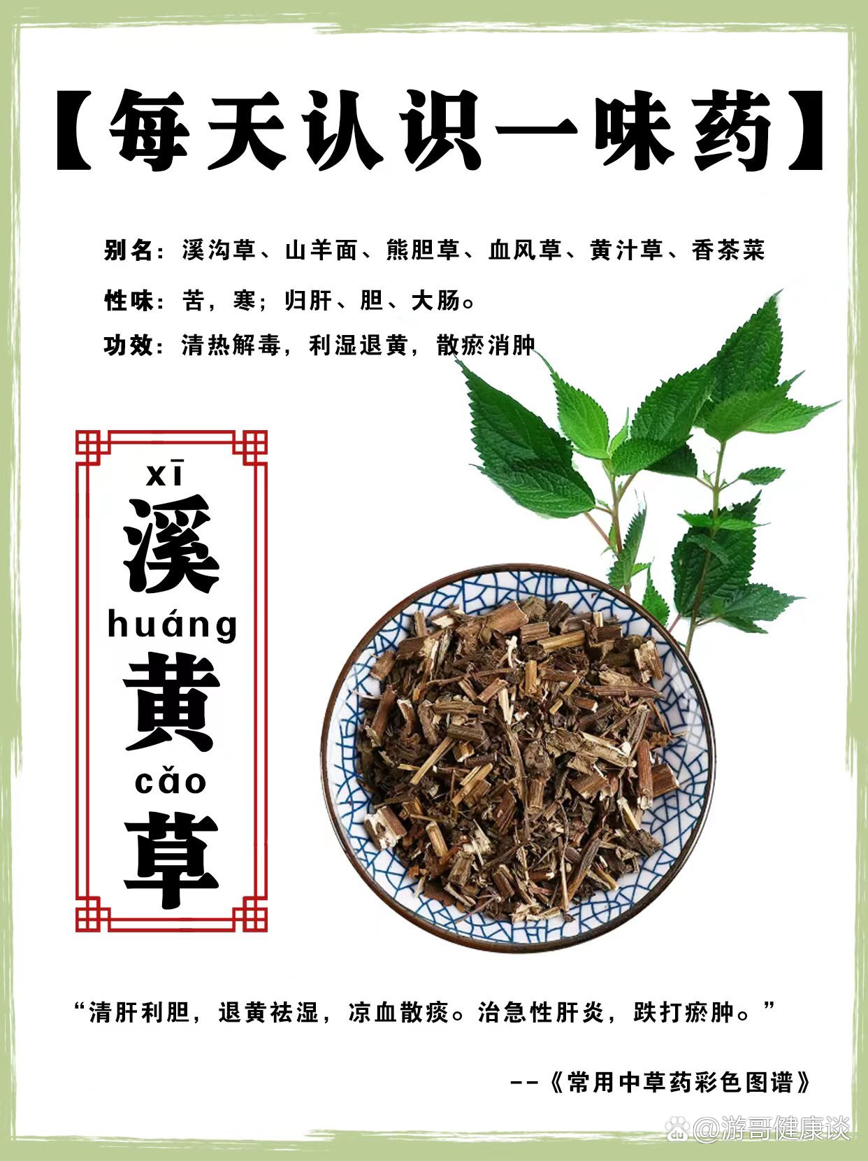 每天认识一味药【溪黄草】