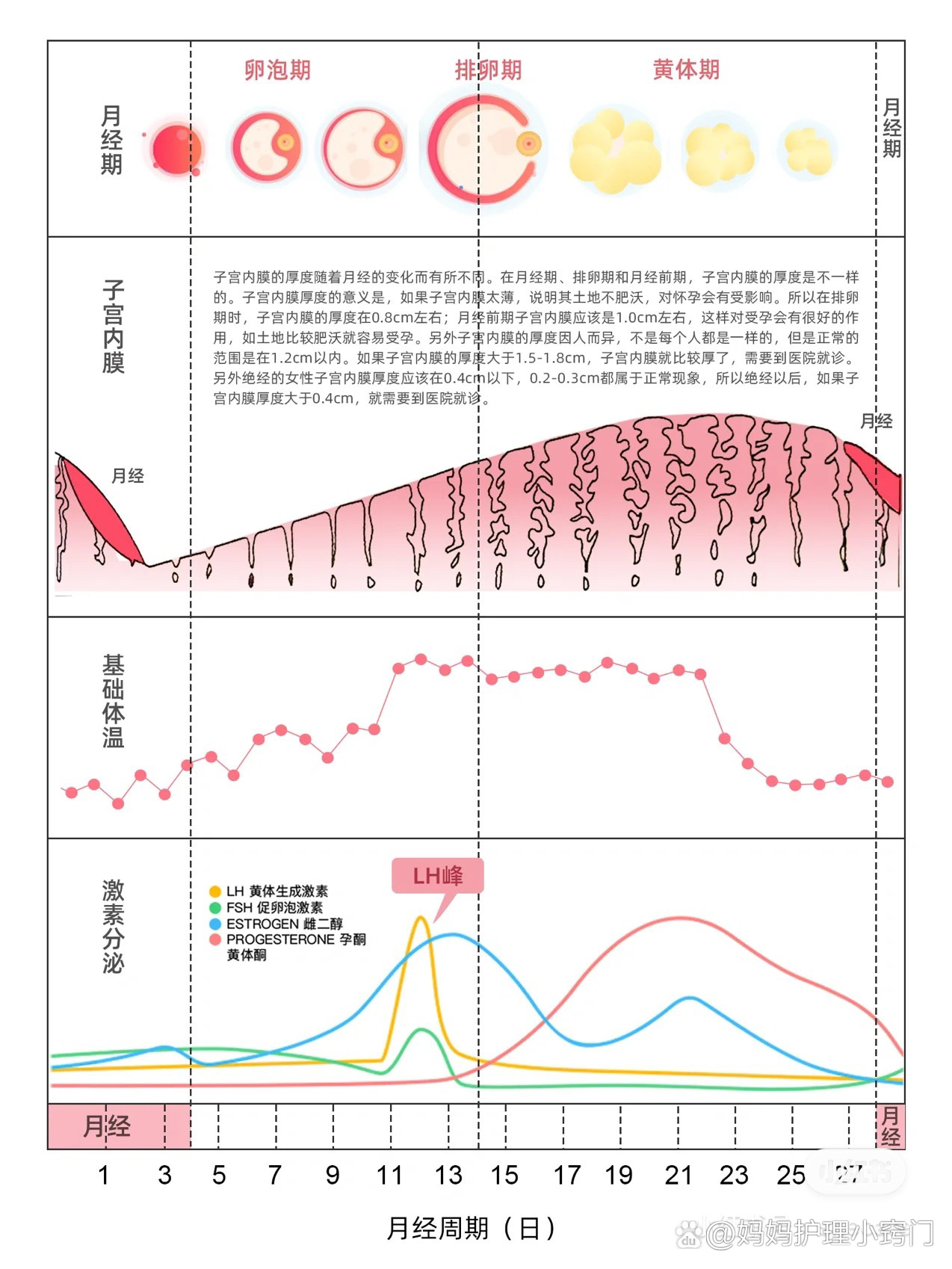 排卵前后基本就是靠各种激素调和的 br>排卵前主要是排卵试纸测lh激素