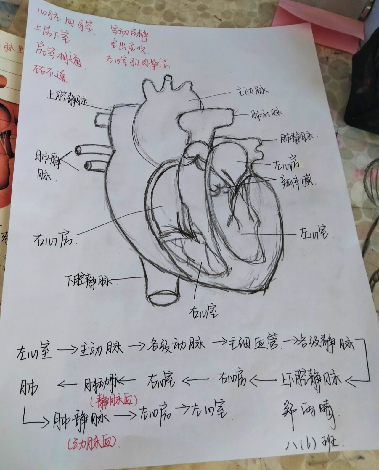 心脏解剖图手绘简画图片