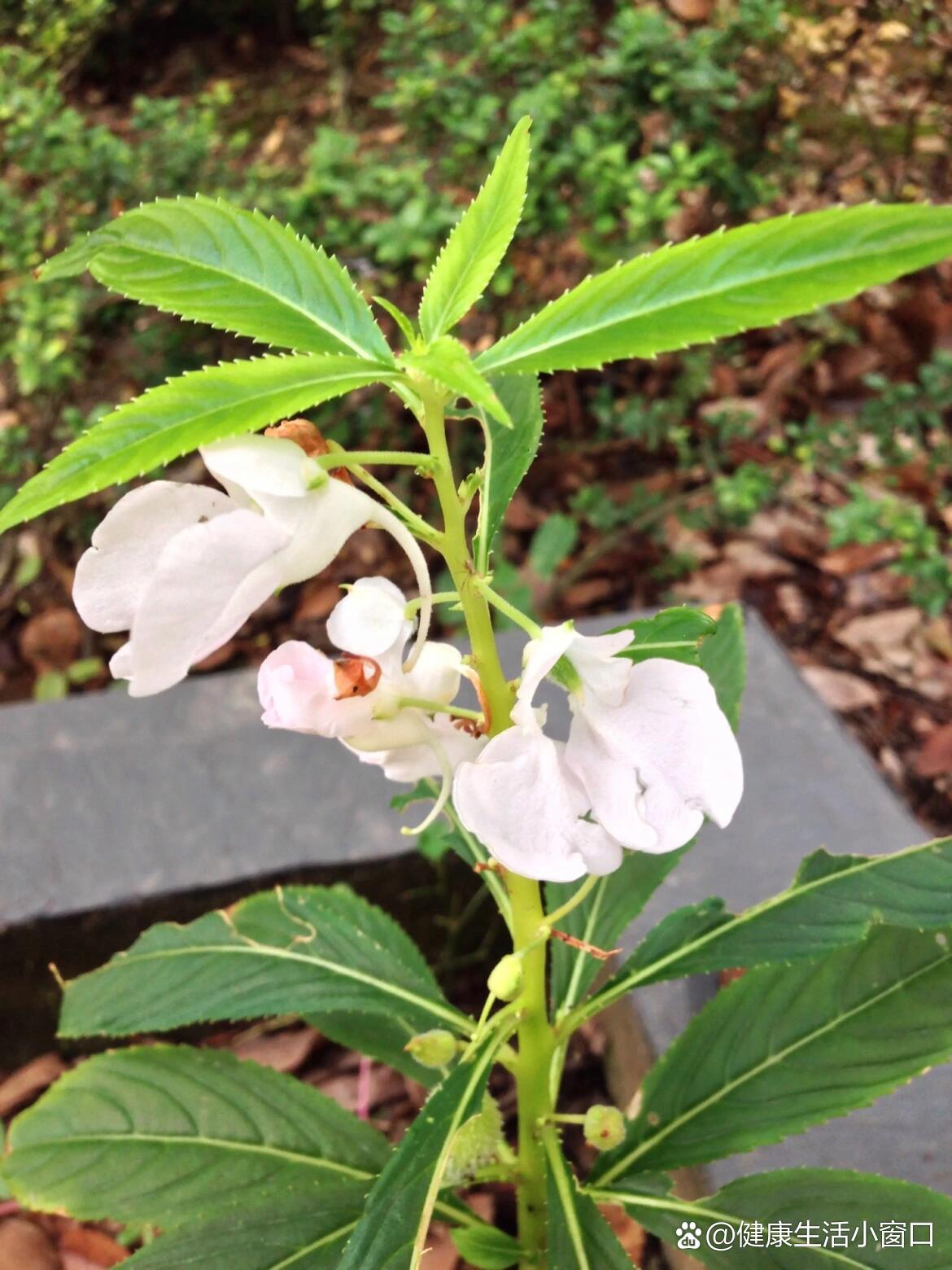 凤仙花治疗手脱皮