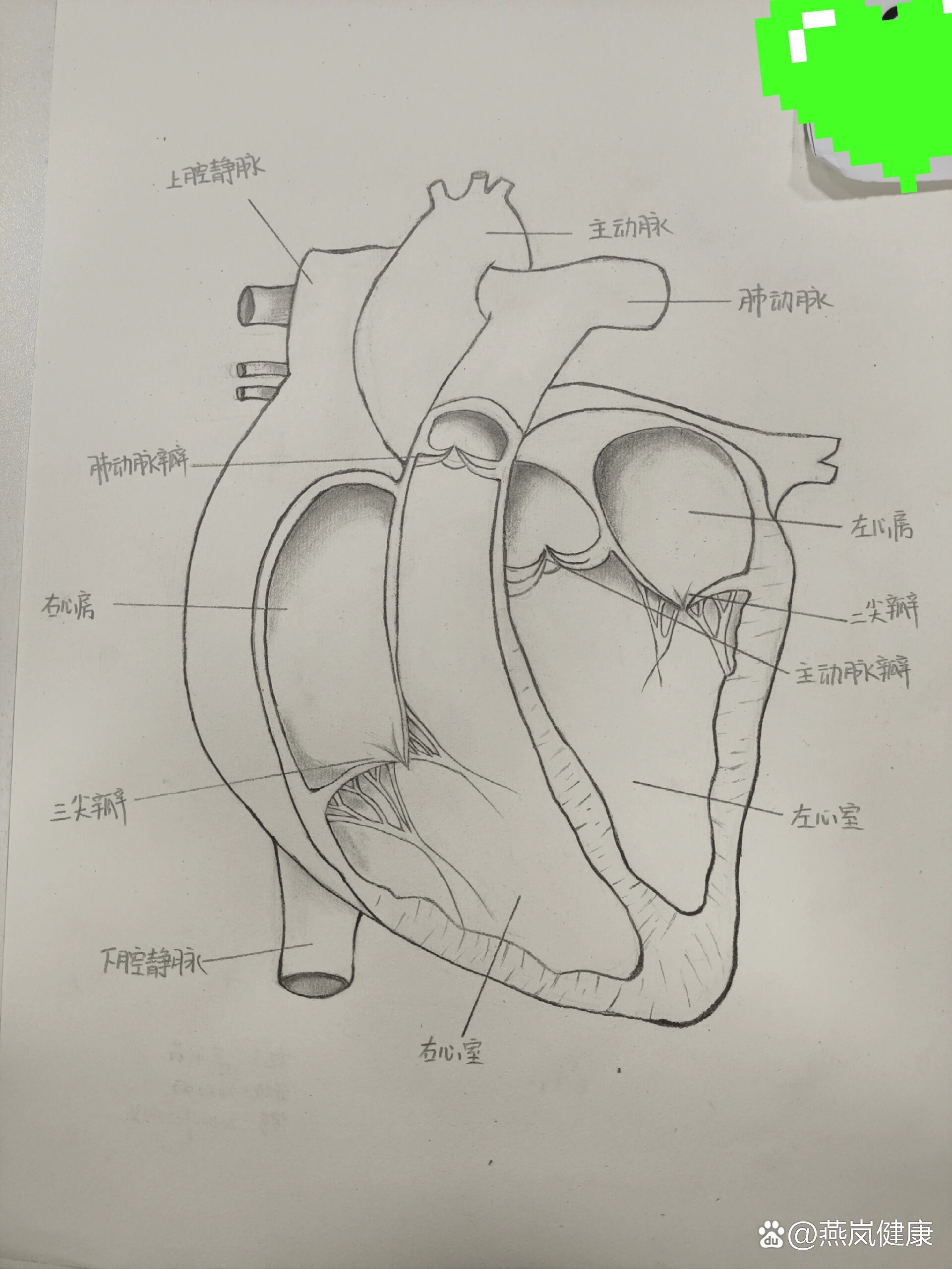 p 简易心脏结构解剖图手绘 br 参加了学校的解剖绘画比赛