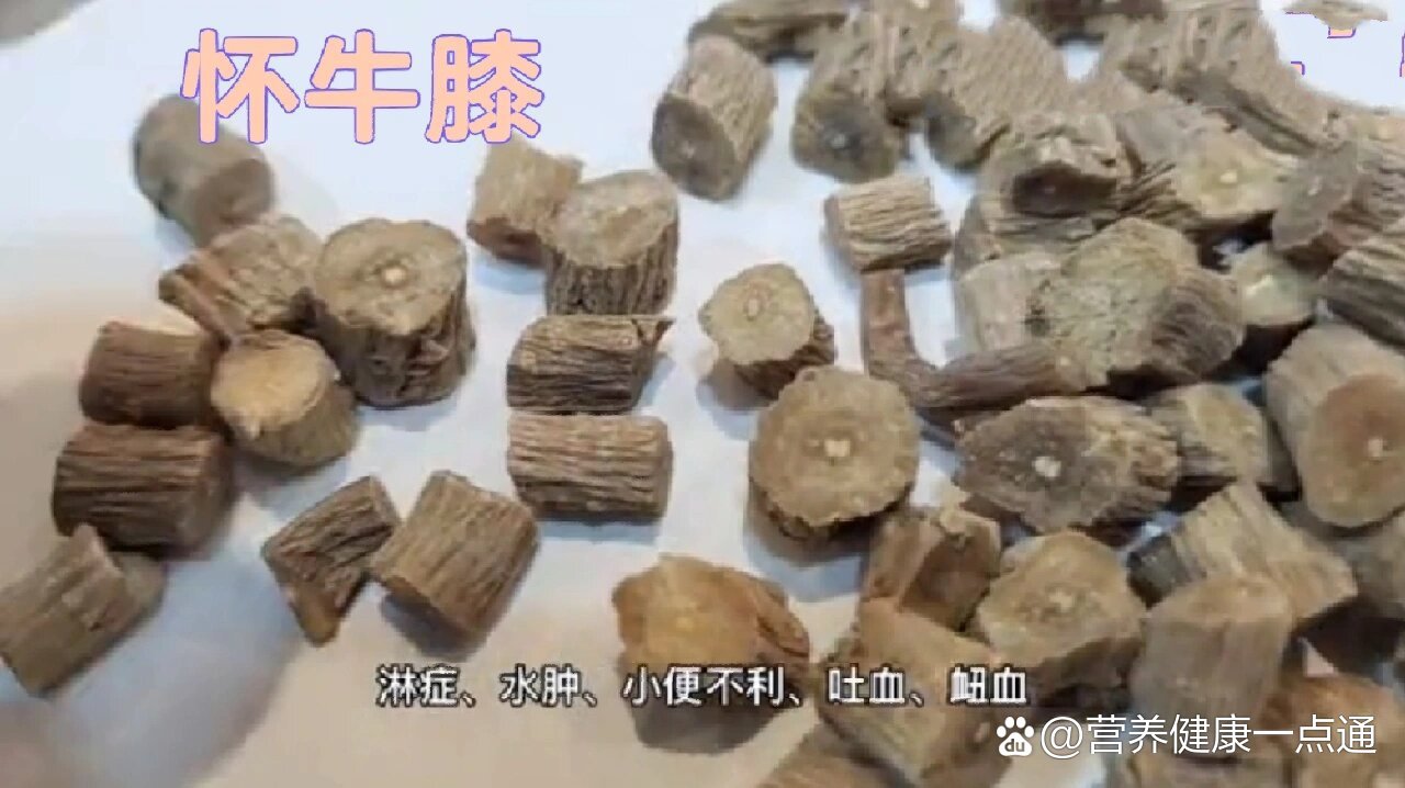 中药——怀牛膝,川牛膝与土牛膝