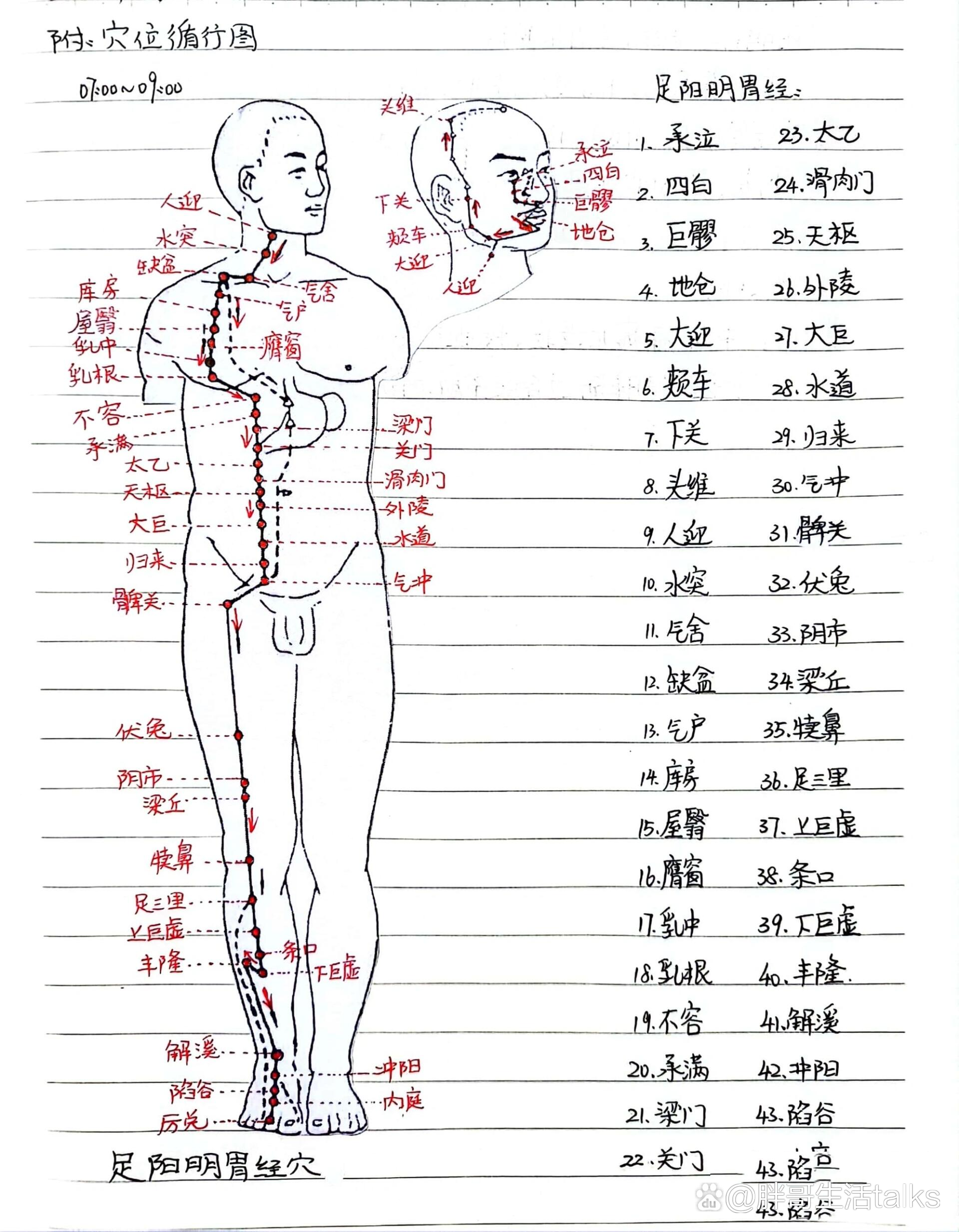 足阳明胃经循行图及口诀