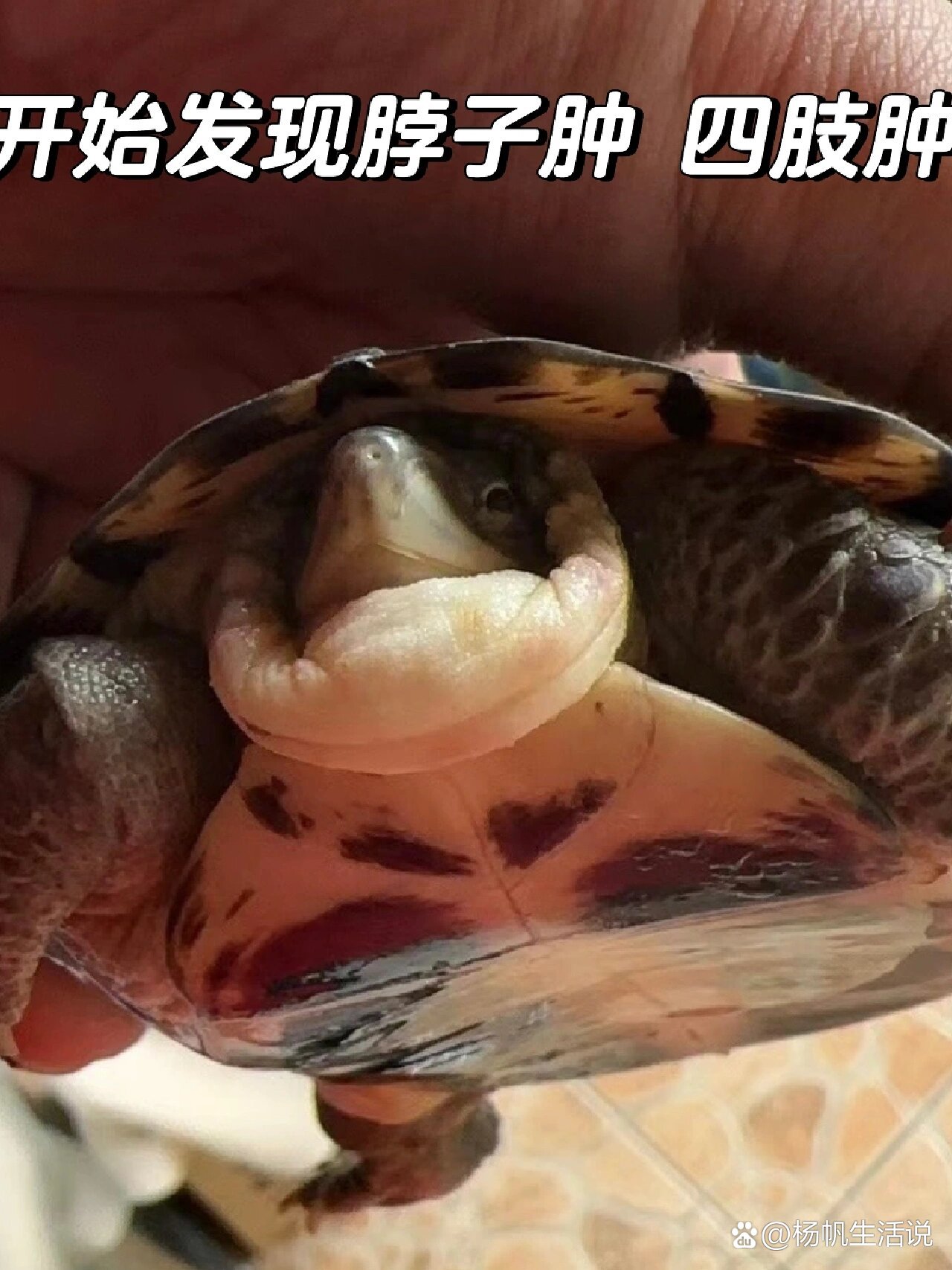 乌龟腐皮/红脖子/水肿治愈过程分享09