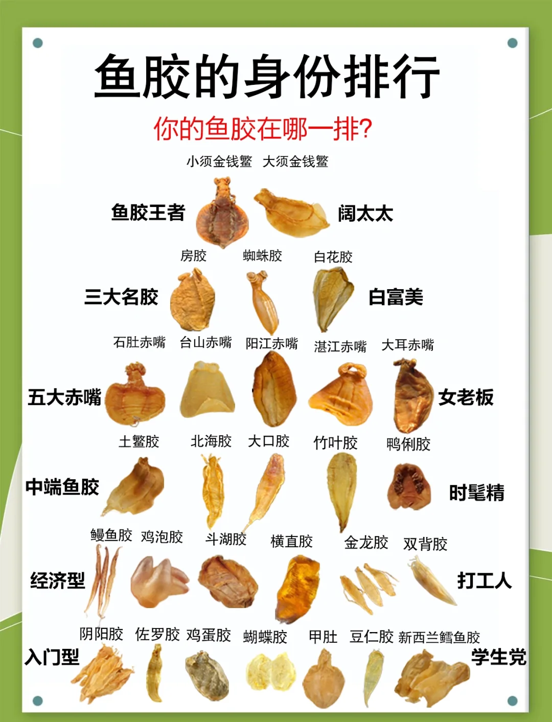 鱼胶大揭秘：你的花胶是什么段位？