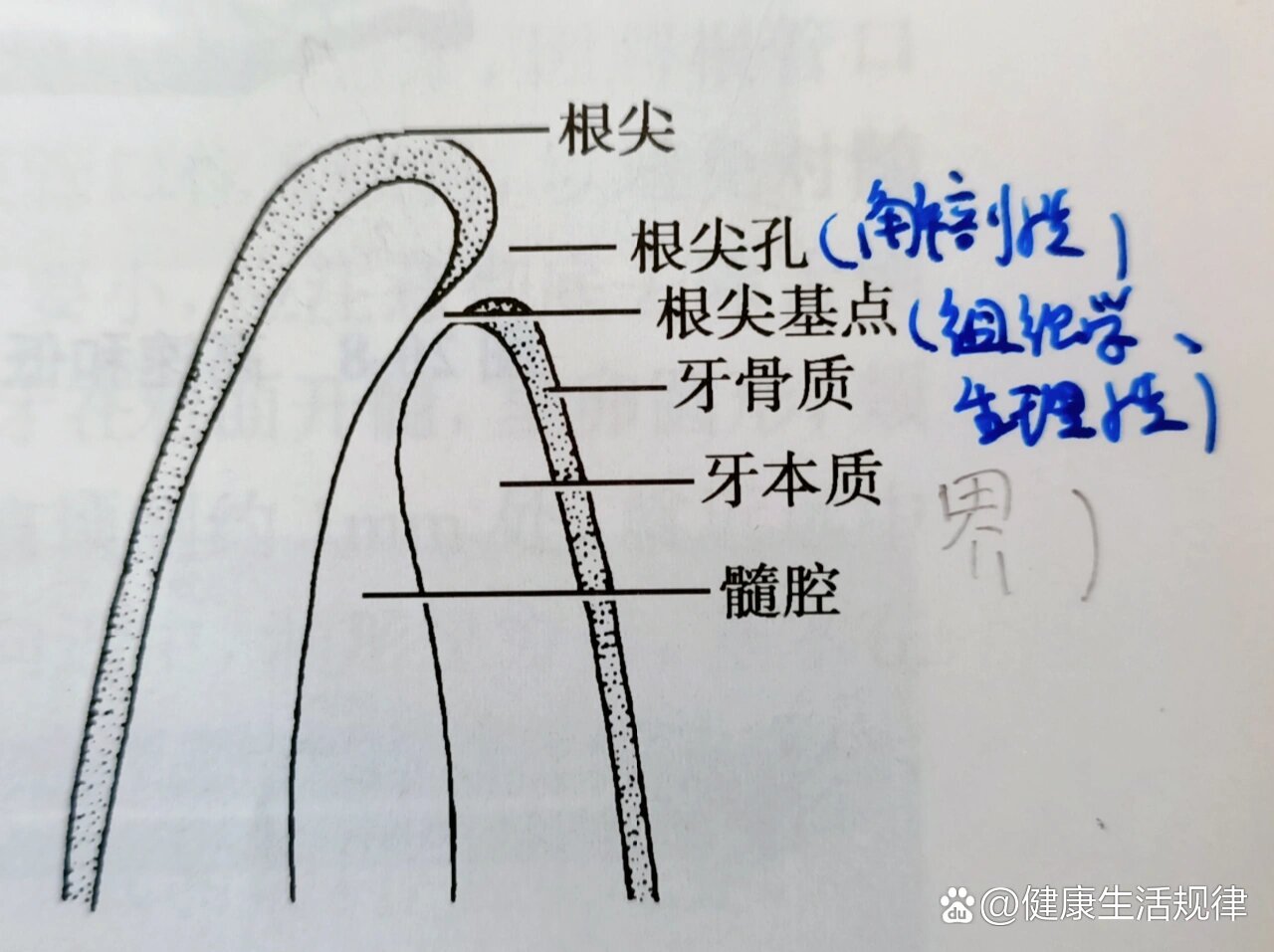 解剖性根尖孔与『生理性根尖孔』