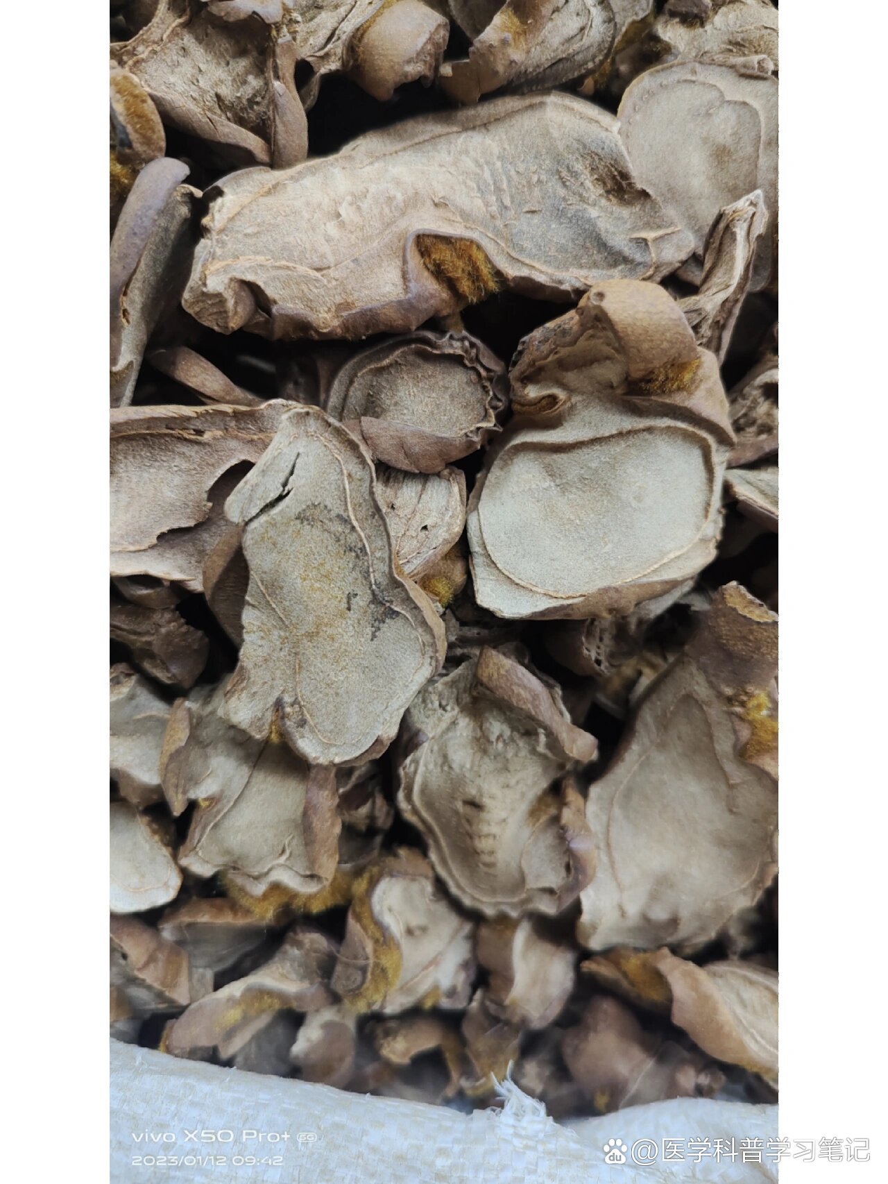 每天和您一起学习一味中药材——金毛狗脊!