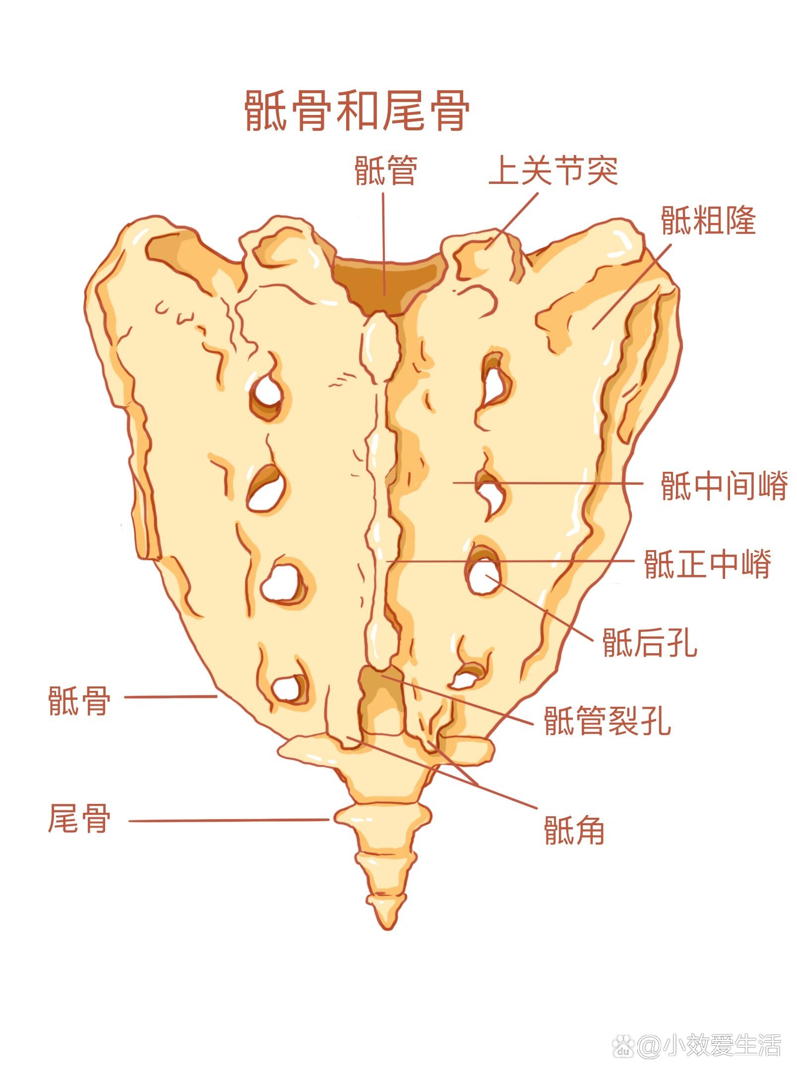 骶尾骨 br