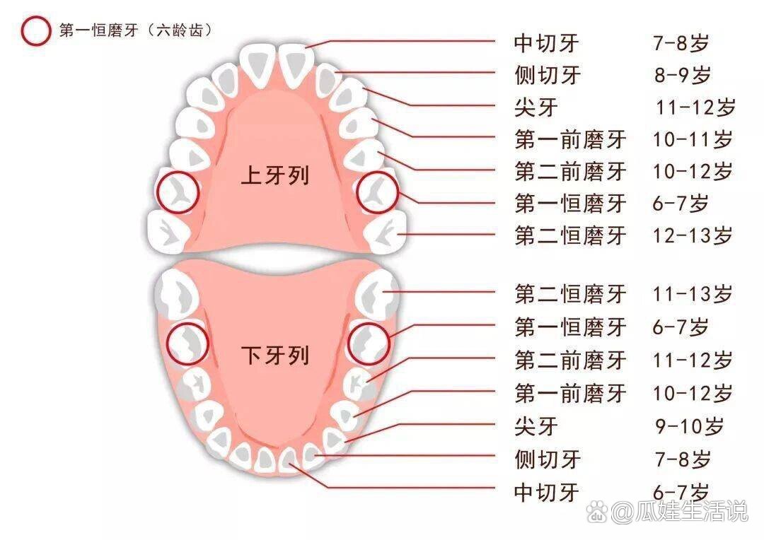 乳牙标记法ABCD图片