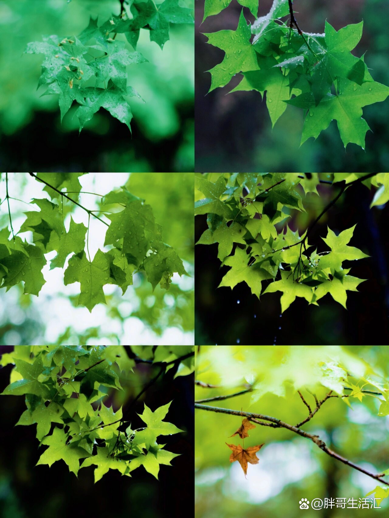 树叶丨绿色是最治愈的颜色