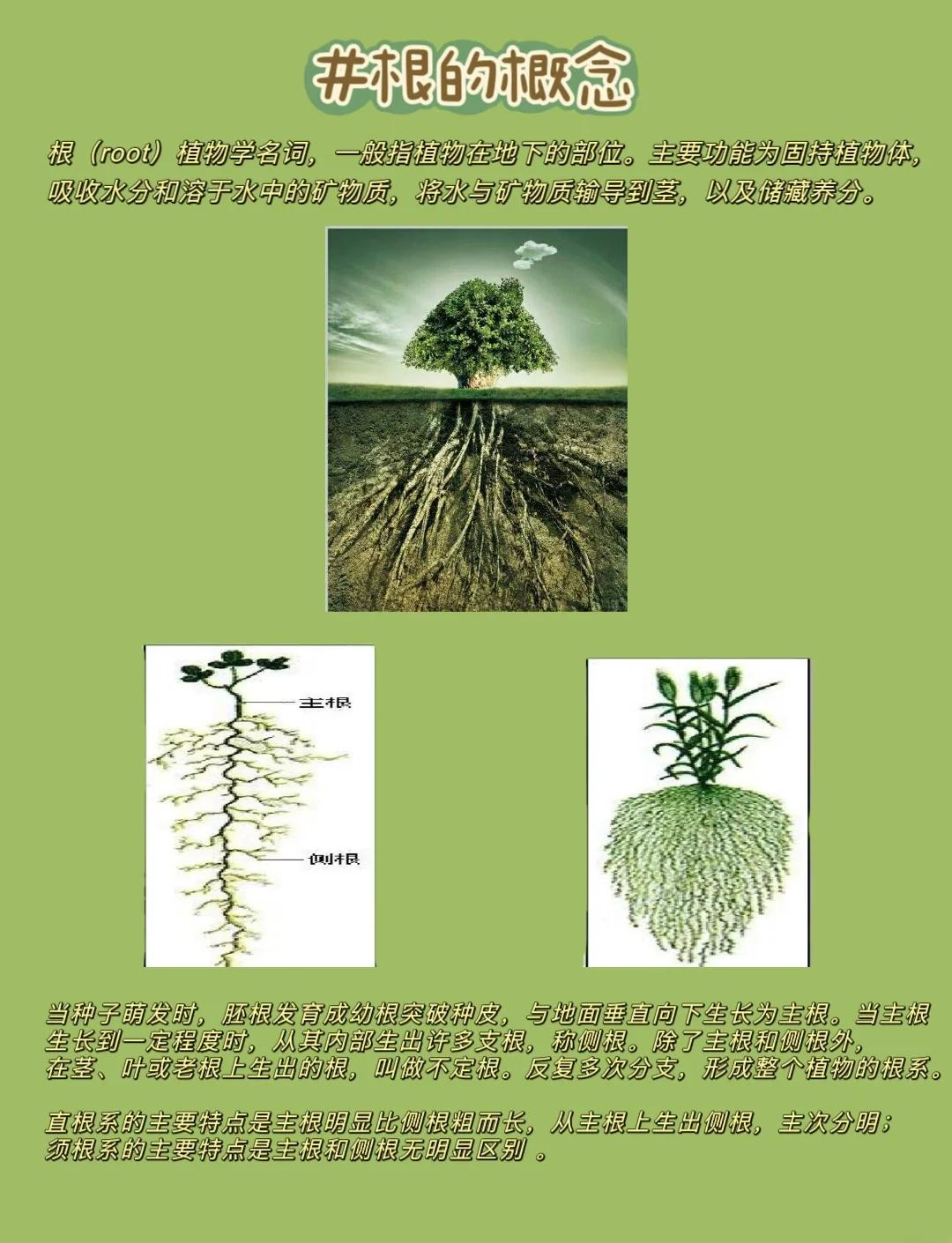 植物的根：你知道它的六大功能吗？