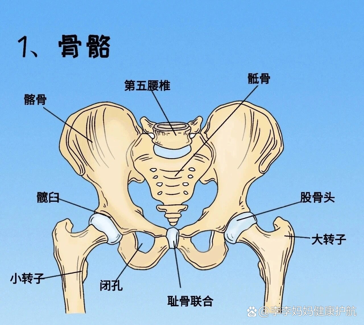 髋关节解剖大全