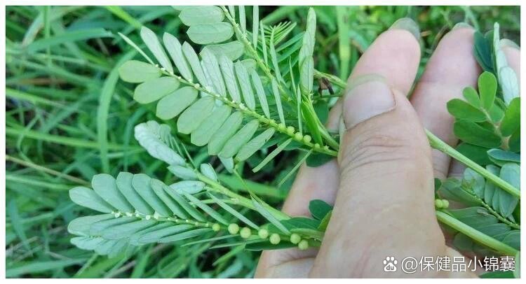 珍珠草,国家特级保护植物