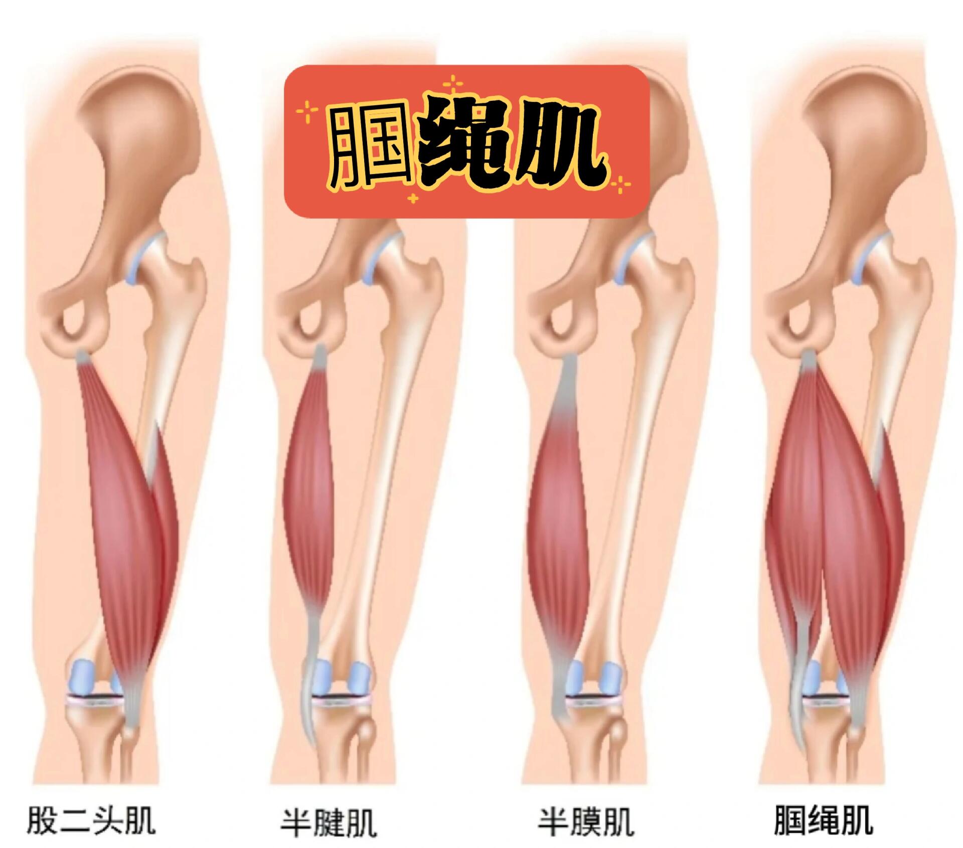 中文名 腘绳肌