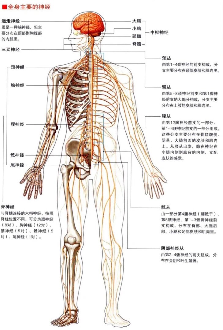 食指神经解剖图图片