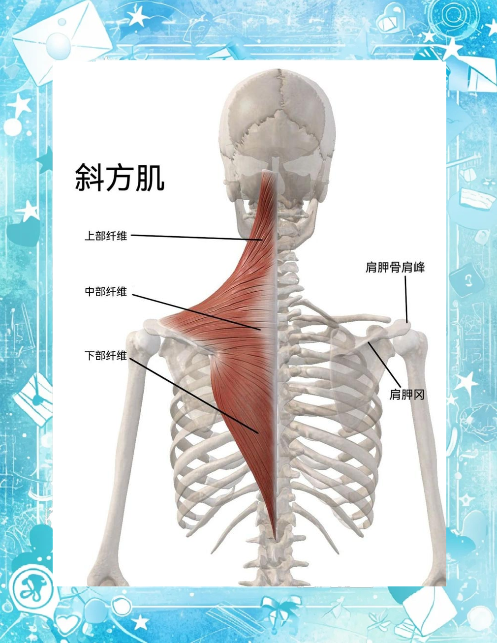 斜方肌：你了解多少？