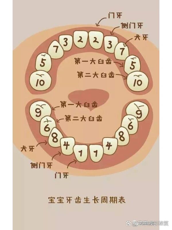 乳牙脱落顺序和时间图片