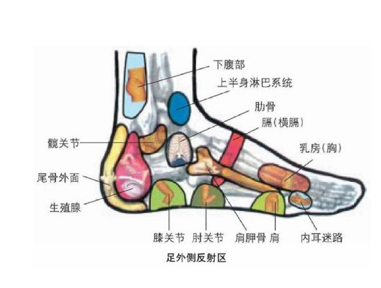 足部内侧