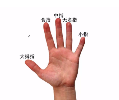 手的部位图及名称图解