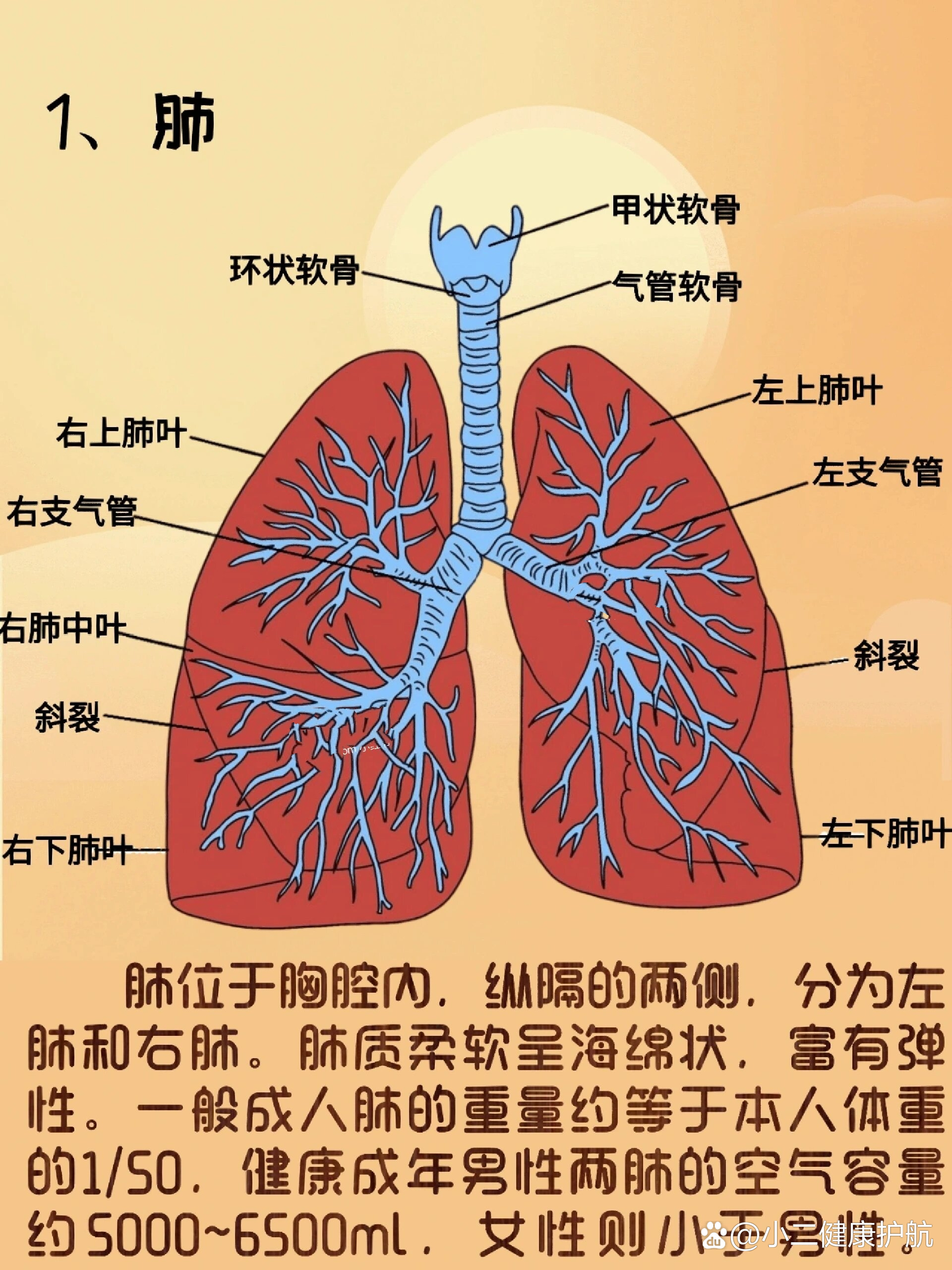 器官解剖之肺脏