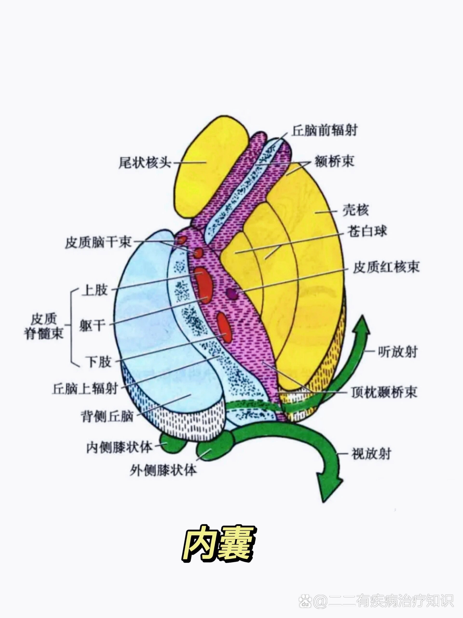 神经感觉平面定位图图片