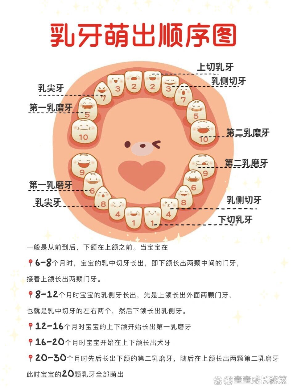 乳牙长牙顺序图片