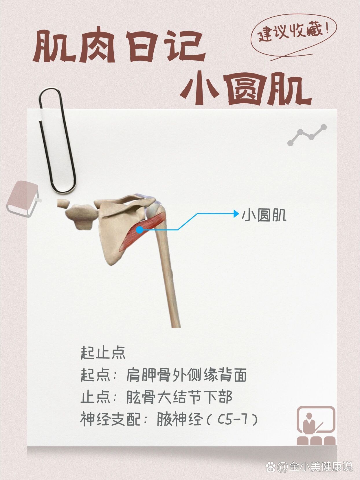  p>肌肉日记之小圆肌 br>小圆肌  br>起止点  br>起点:肩胛骨外侧缘