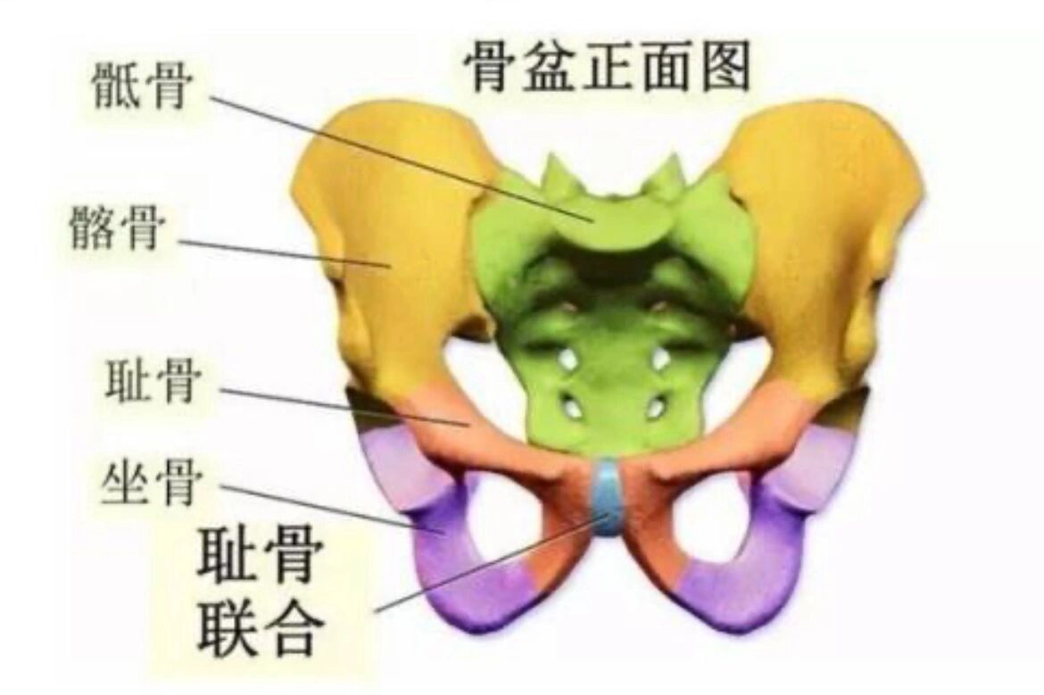 耻骨联合上缘位置图片图片