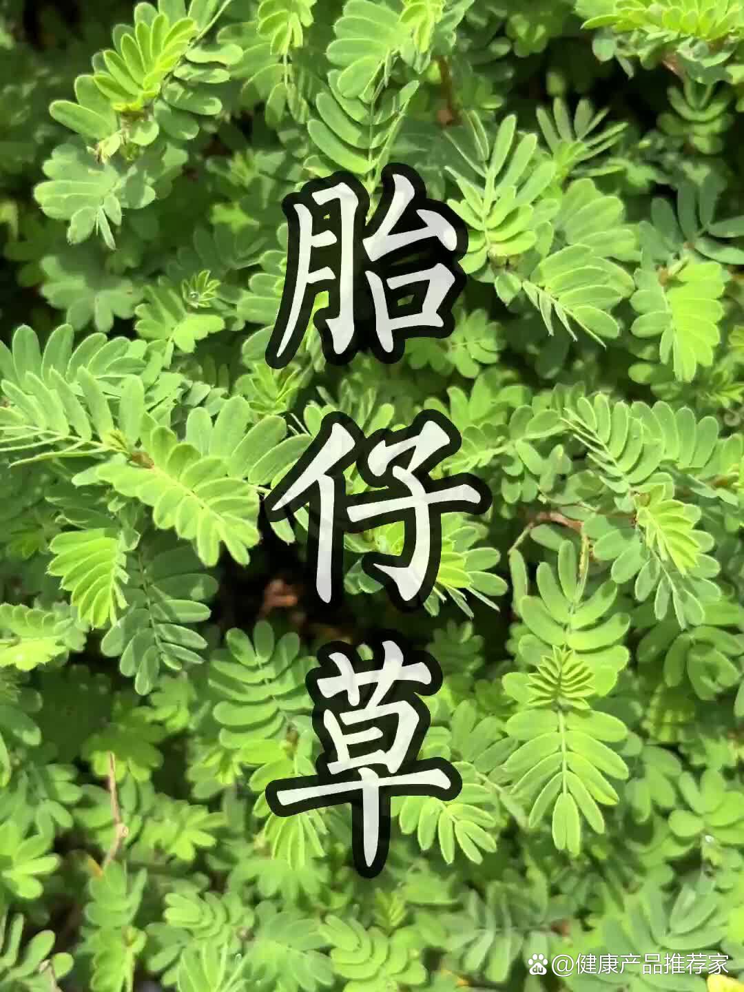 具有清热解毒,去胎毒作用,小孩出生后小脸蛋没有斑毒黑点! /p>