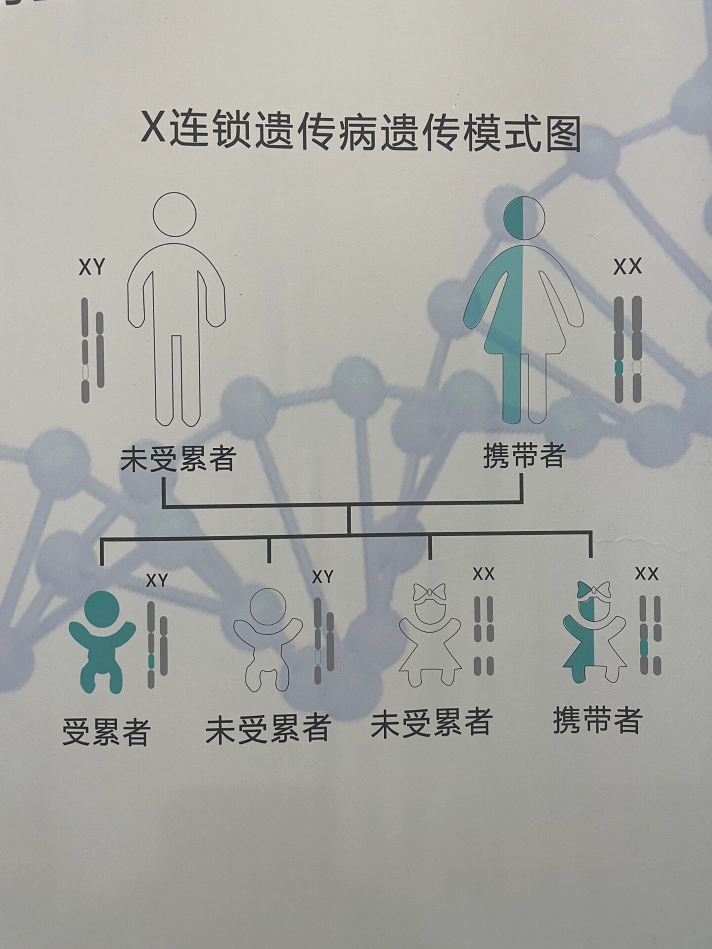 遗传图解分支法怎么画图片