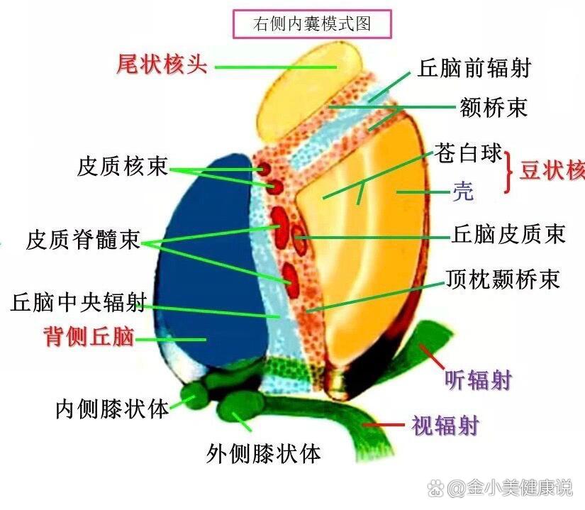 内囊构成图片